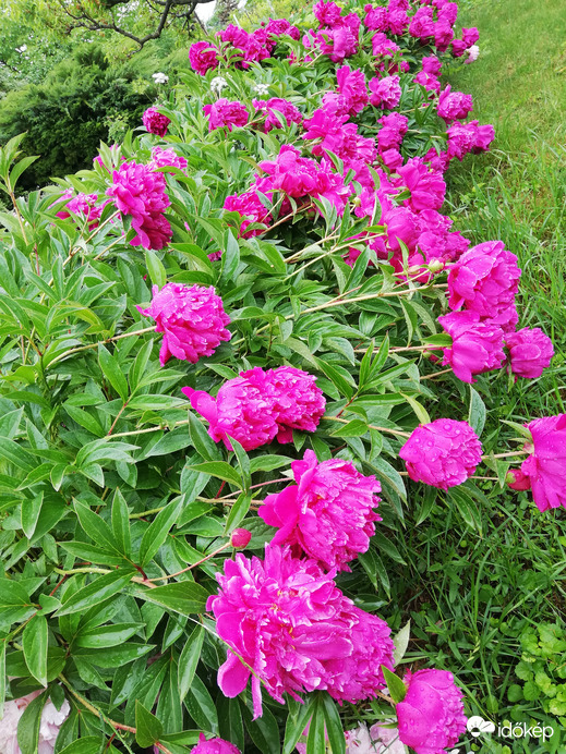 Eső után nehéz lett a fejük