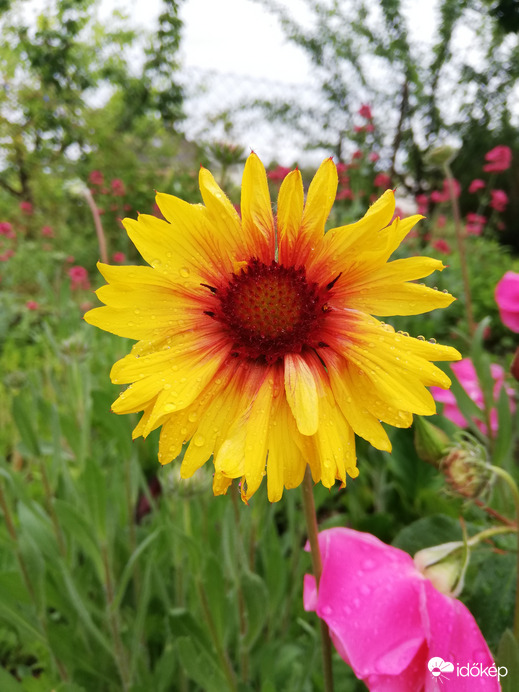 Kokárdavirág, eső után 