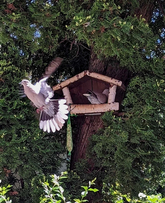 Mi csak itt nézelődünk az árnyékban :) 