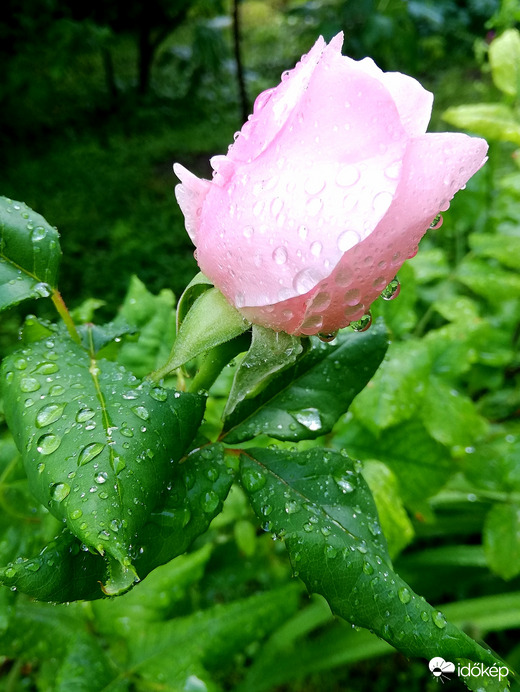 Hajnali zuhanyozás után :) 