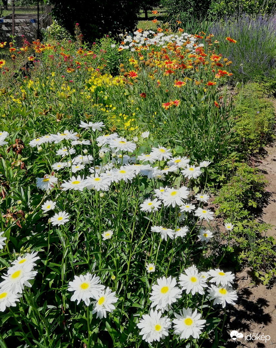 Szikrázó napsütésben 