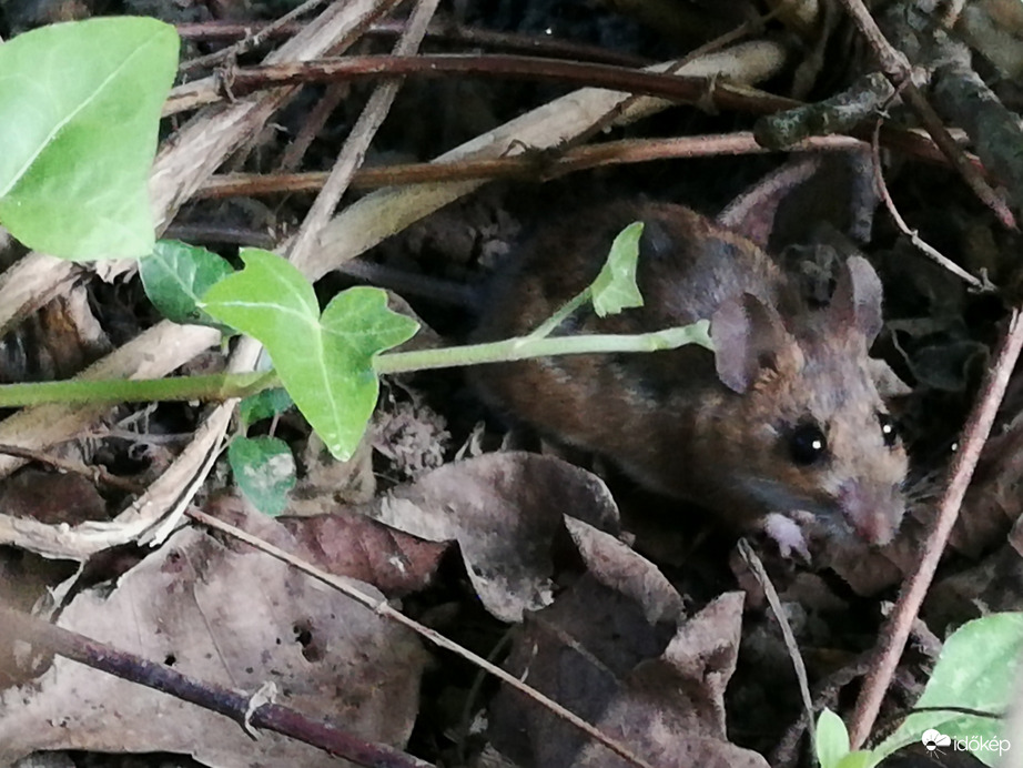 Ott van a kis zsivány! :) 