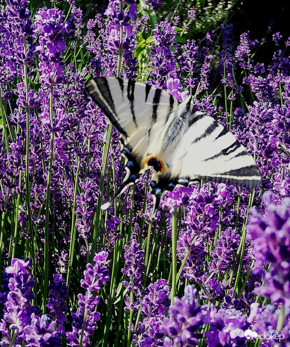 Verőfényes délután 