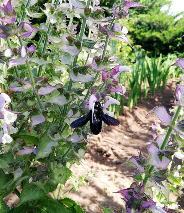 Nagyon szereti a muskotályzsályát! :) 