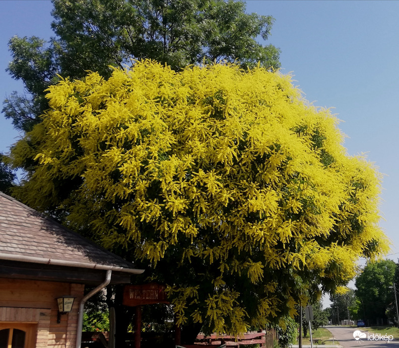 Dúsan virágzó bugás csörgőfa