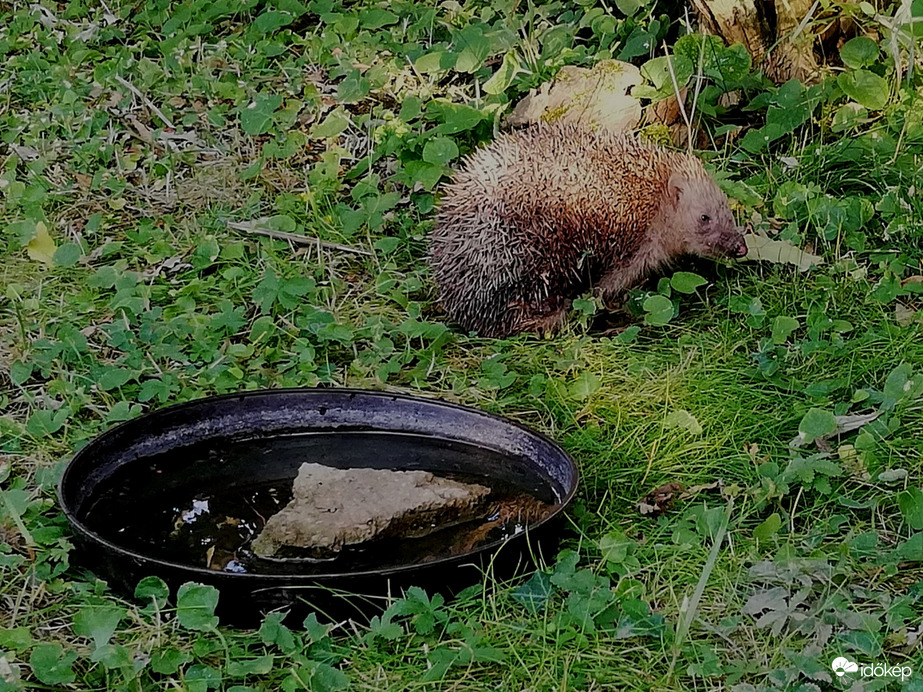Vendég a madár itatónál :) 