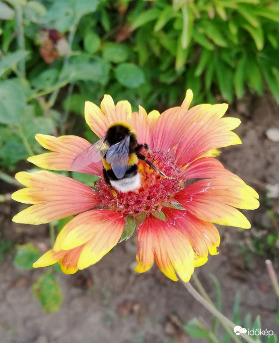 Napégette kokárdavirágon