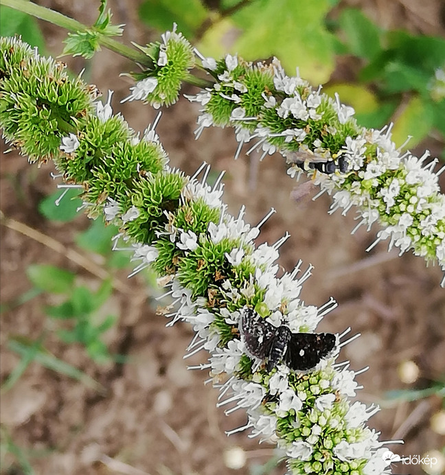 Pirinyó lepke (picit nagyítva) 