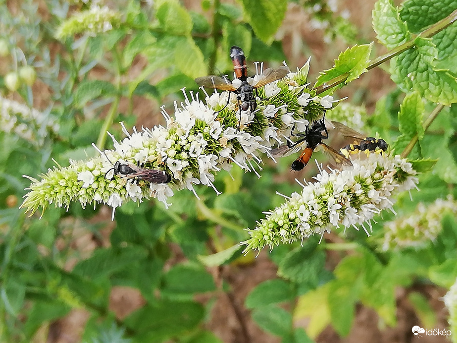 Aprónép a mentavirágon