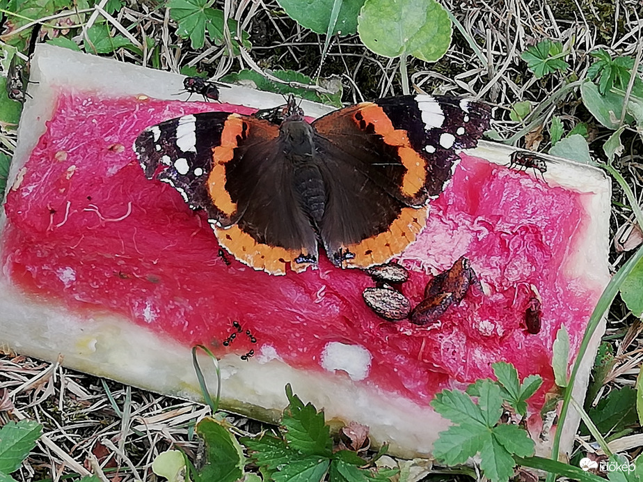 Ínyencek a dinnyehéjon :) 