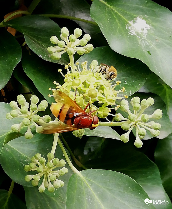 Borostyán virágzás, hatalmas az érdeklődés