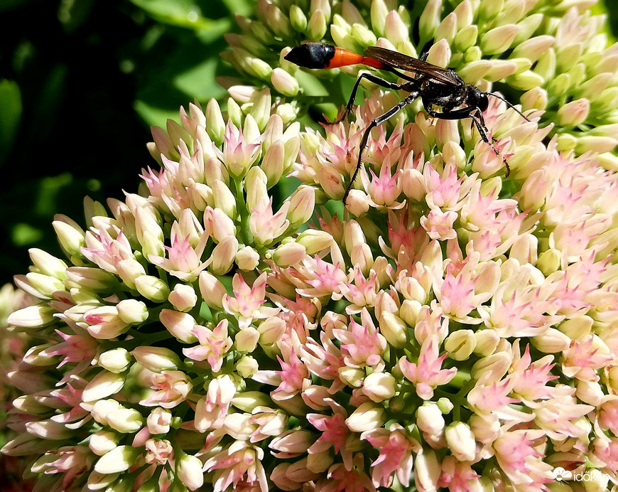 Lopó a varjúhájon! 