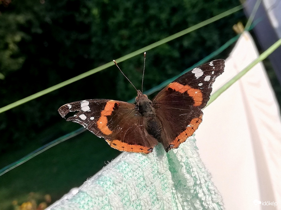 Napfürdő a száradó ruhákon :) 