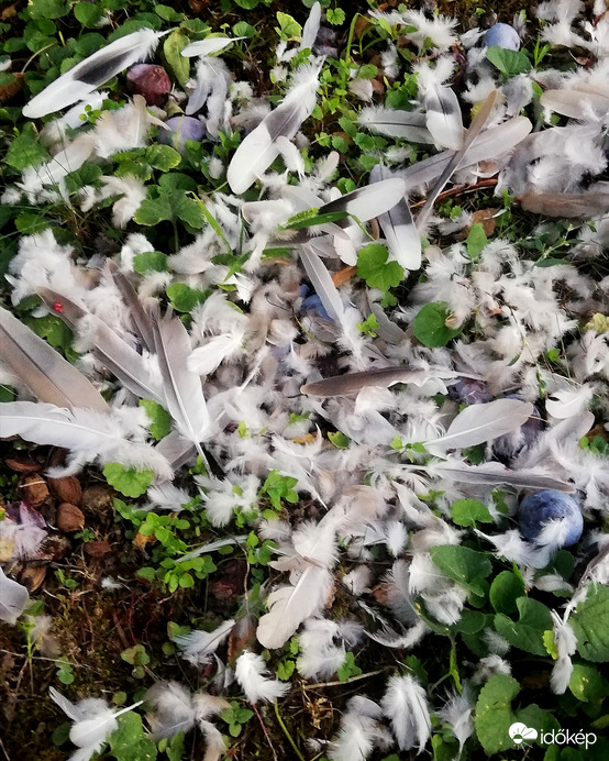 Itt járt és győzött.... 