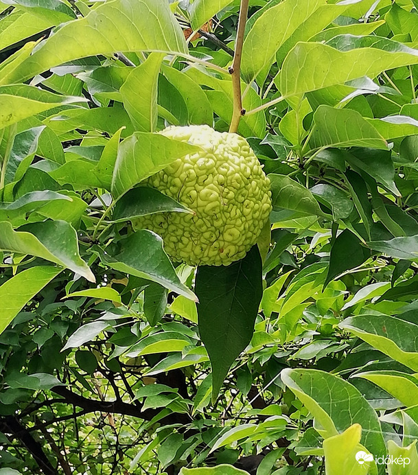 Narancseperfa termése, Székesfehérváron fotóztam 