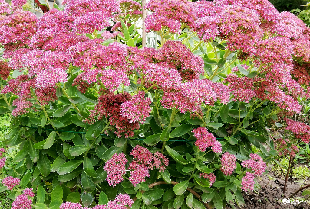 Pompás varjúháj a kertemben 