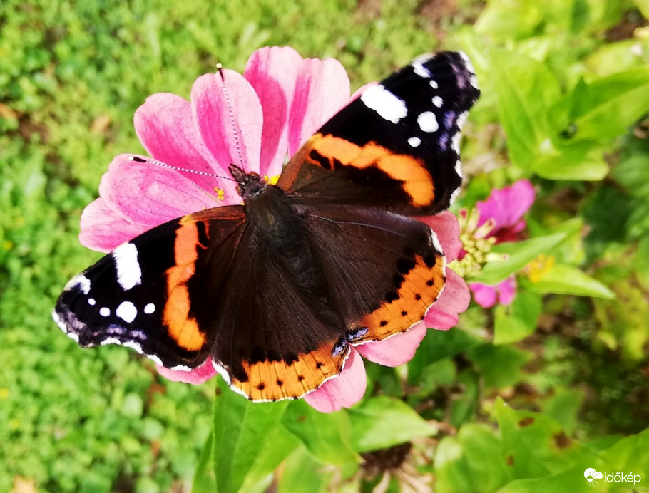 Októberben is hibátlan szépség :) 