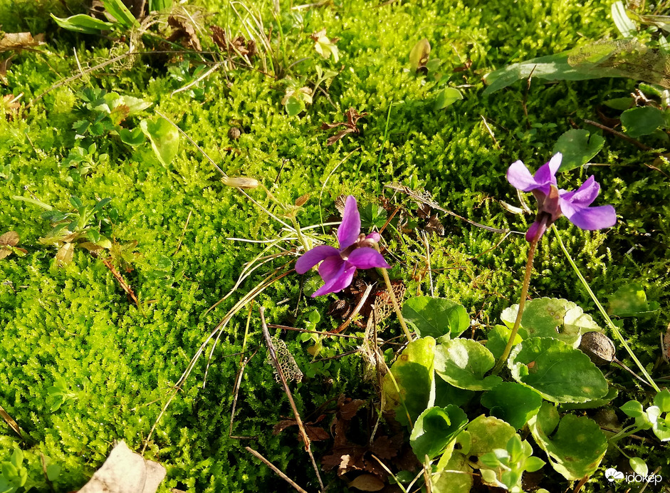 Mohaszőnyeg ibolyával a hárs alatt