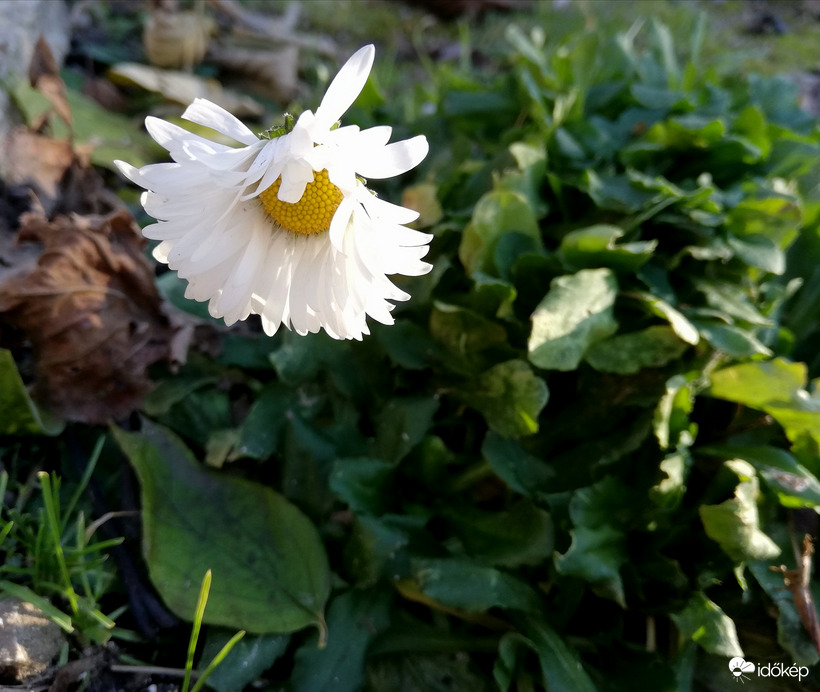 Polgárdi, az első fagy után, napsütésben 
