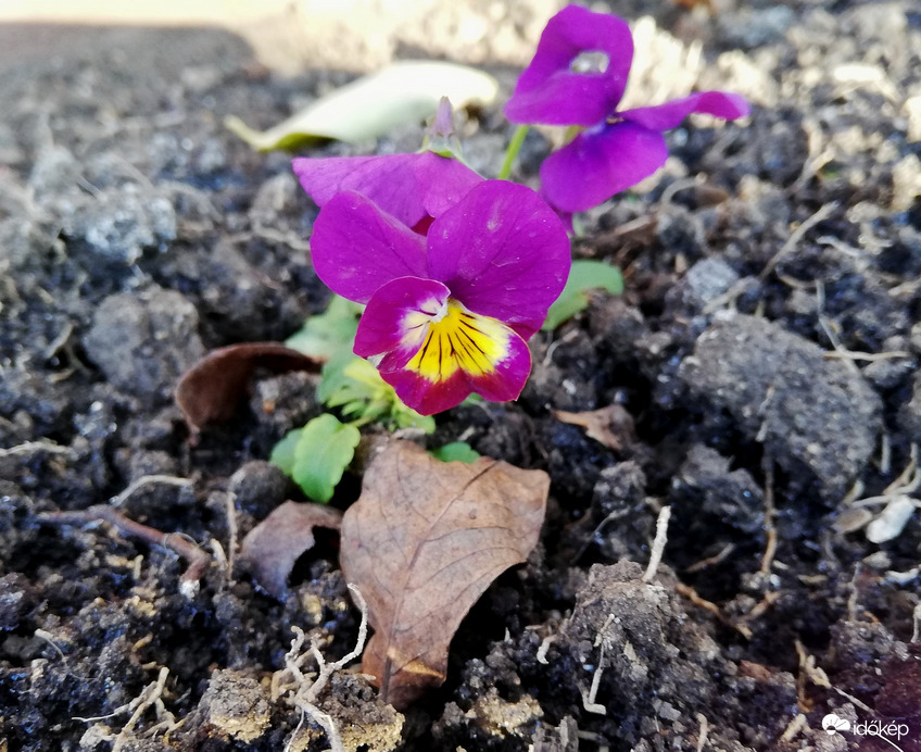 Az első fagy után :) 