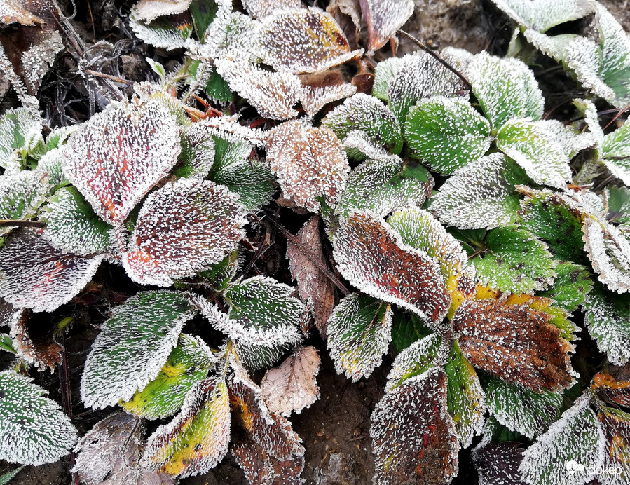 Polgárdi, gyengén fagyott reggel 