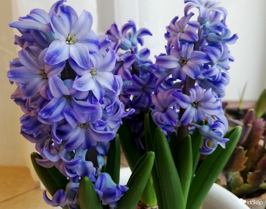 Szépség a házban, biztonságban :) 