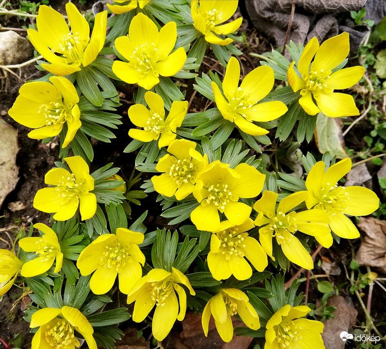 Szemvidítók a viharos, szürke időben :) 