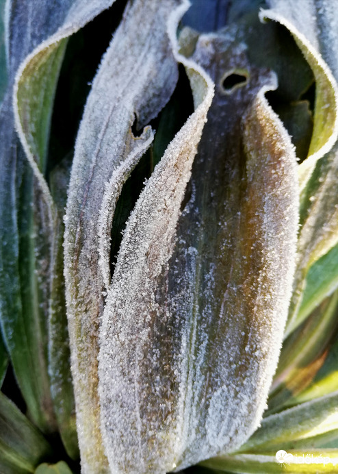 Zúzmarás liliomlevél