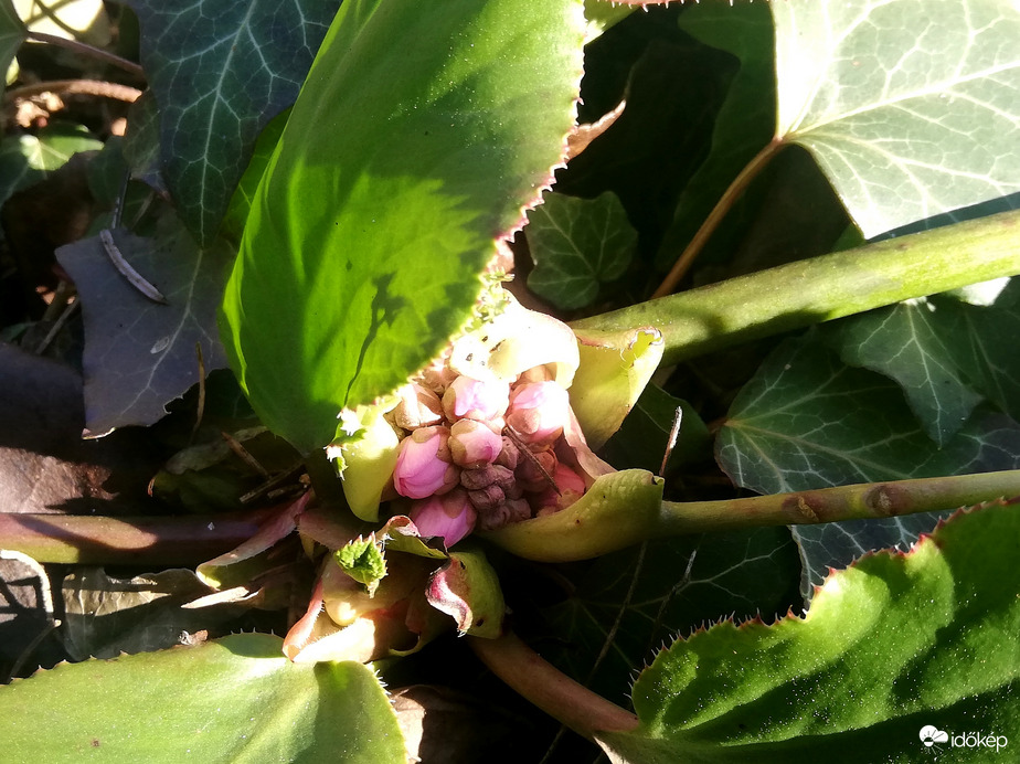 Félárnyékban a bőrlevél virága