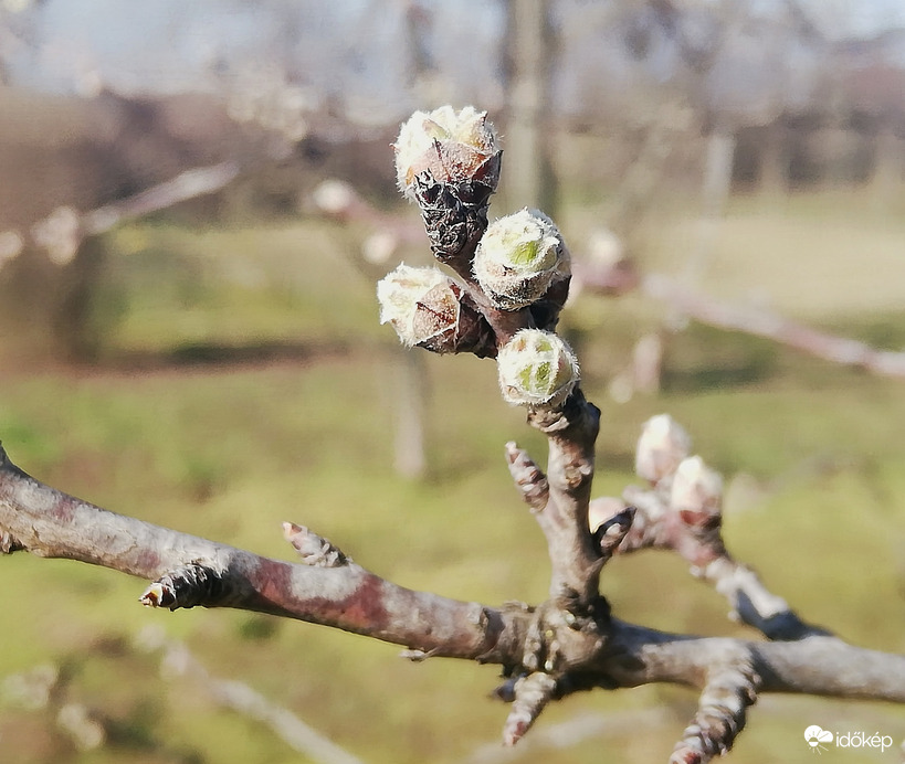 Startrakész a mandulafa :) 