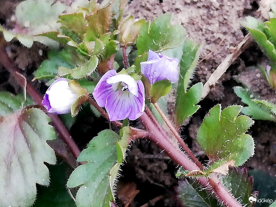 Pirinyóka virág, séta közben :) 