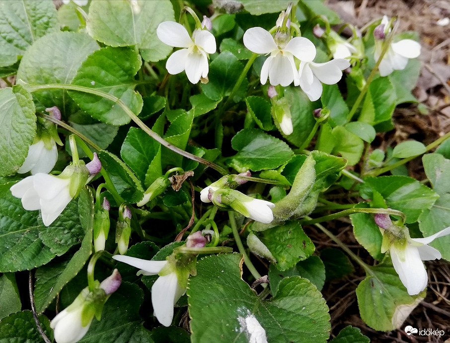 Ibolyás délután 2023.02.25.