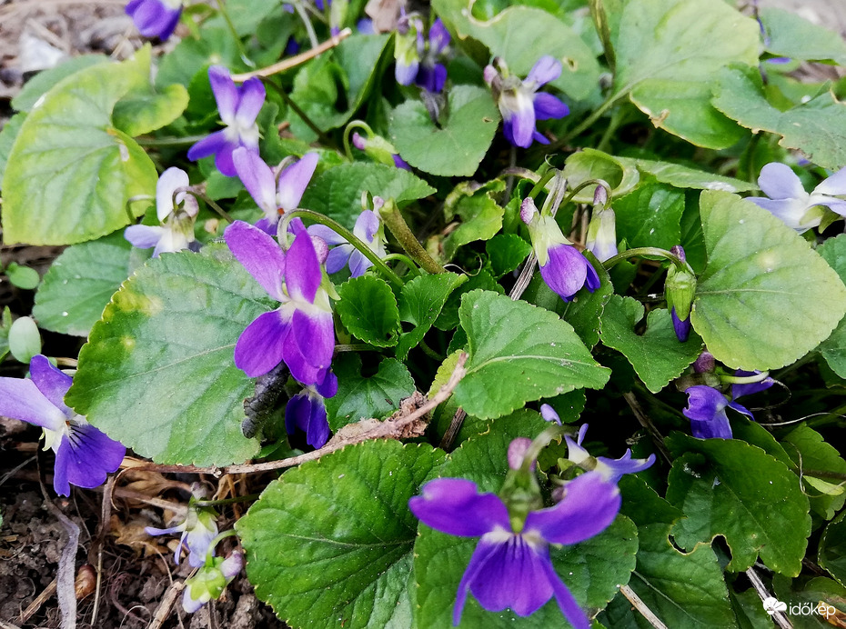 Ibolyás délután 2023.02.25.