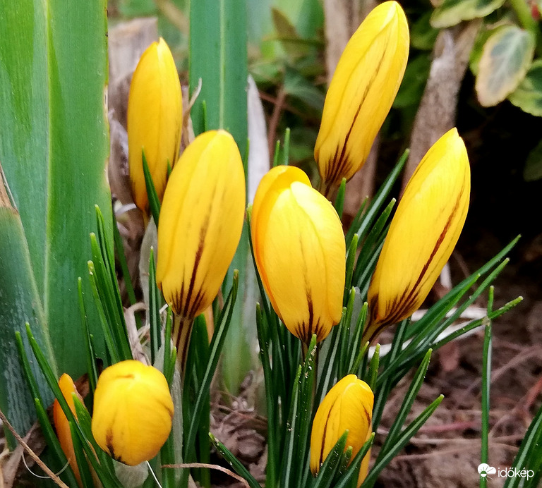 Szín a borús délutánban