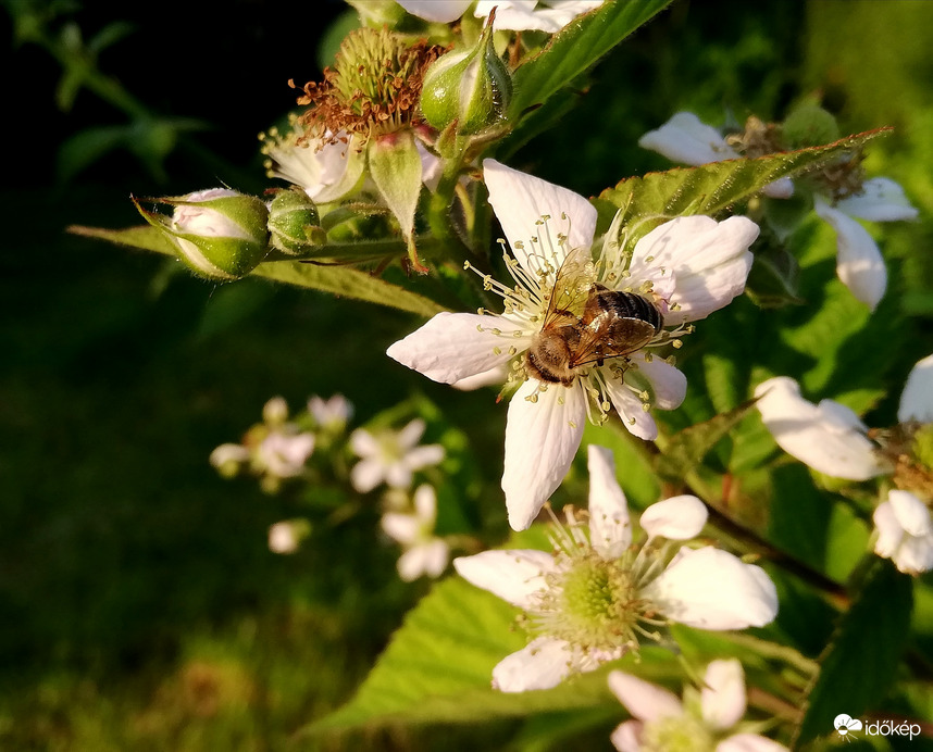 Most a fekete szeder van soron