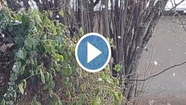 Polgárdi, zúzmara hullás