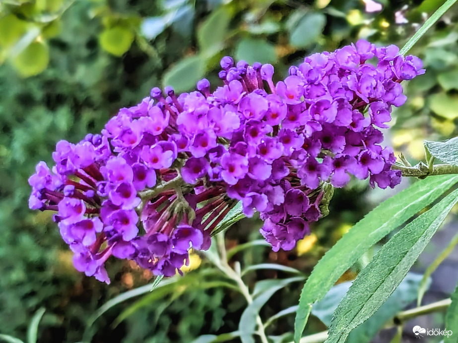 Polgárdi, Nyári orgona, nyárias időben :)