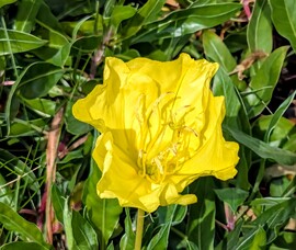 Ligetszépe 