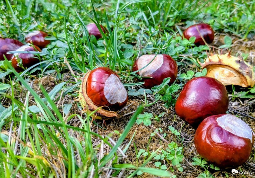 Polgárdi, potyog a vadgesztenye :)