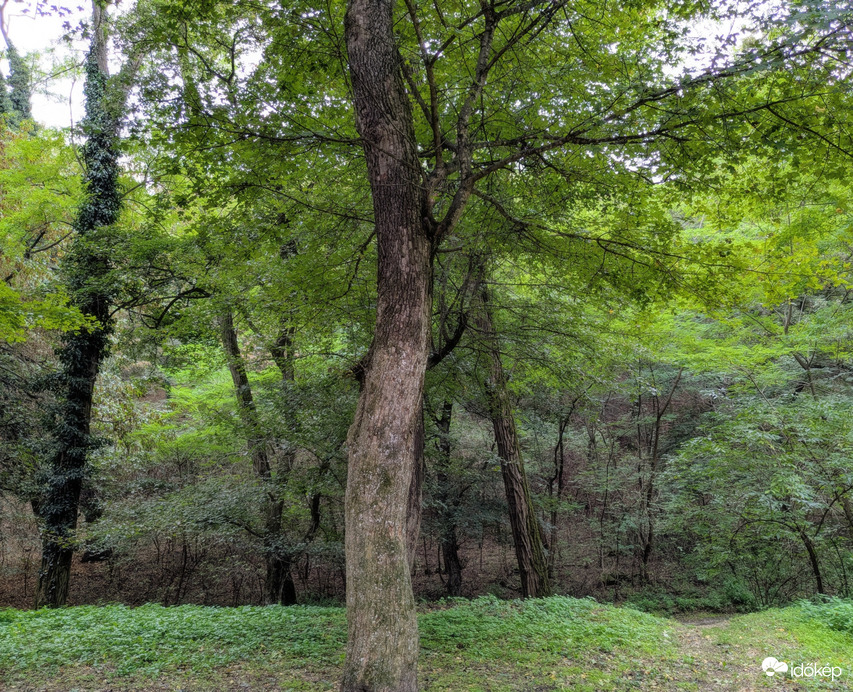 Pálos Kolostorromnál, Salföld 