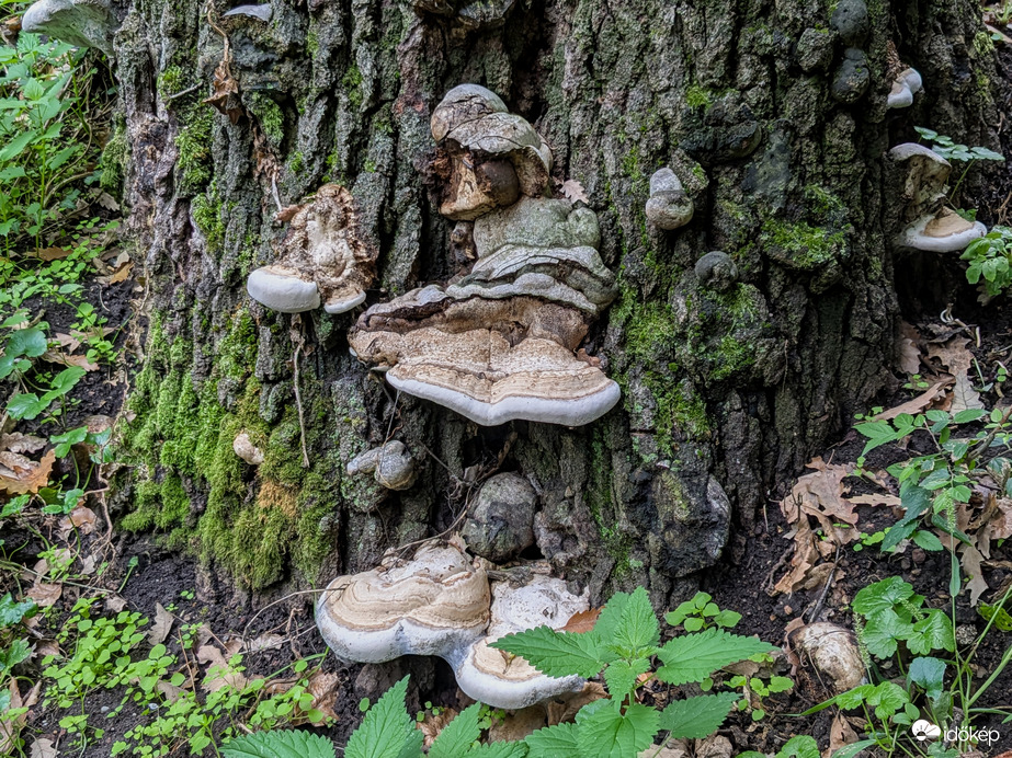 Pálos Kolostorromnál, Salföld 