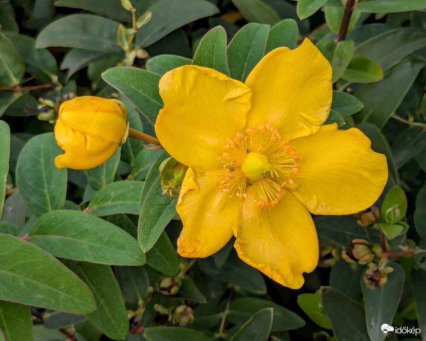 Örökzöld Orbáncfű 