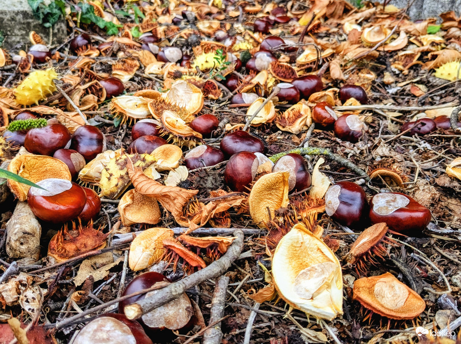 Polgárdi, gesztenye szüret az erős szélben