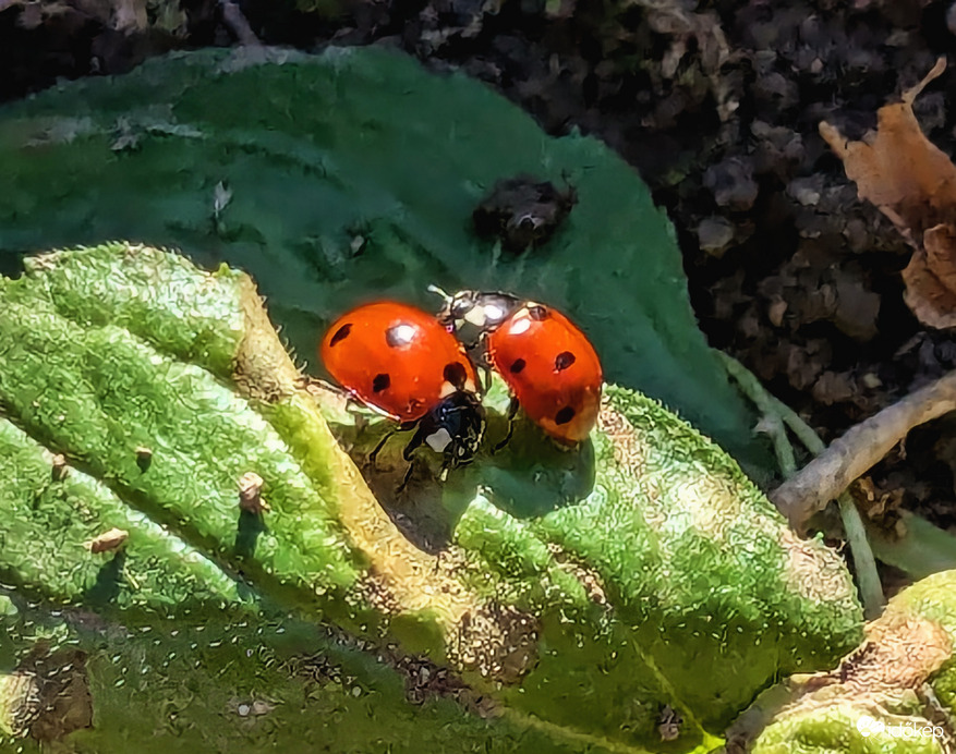 Tavaszt éreznek a Katicák :) 3