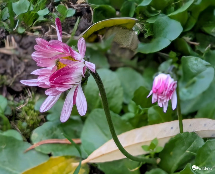 Őszi Százszorszép 