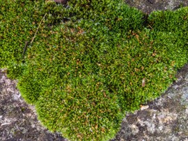 A mohák szeretik ezt az időt 