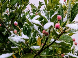 Polgárdi, reggeli hólepel :)