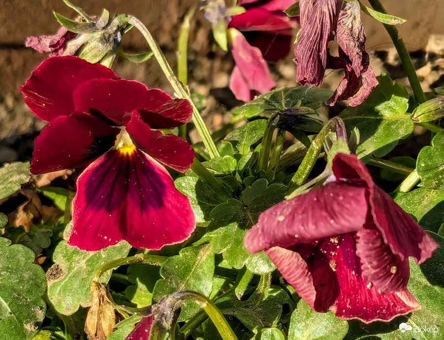 Polgárdi, napsütés, +1 C 