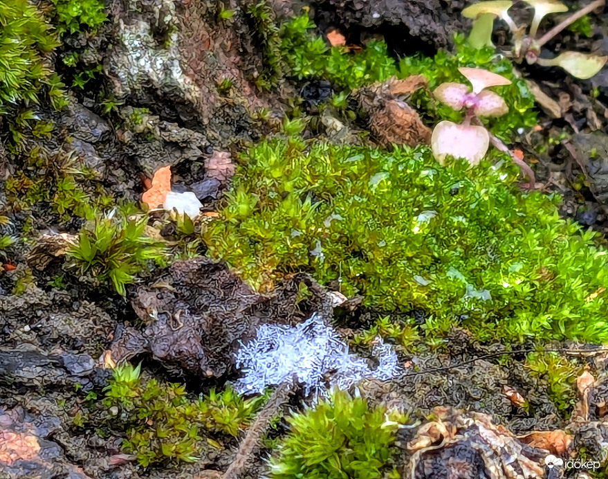 Polgárdi, elolvad a szállingózó hó