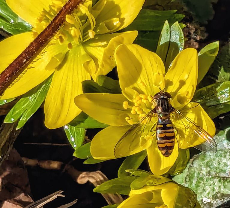 Polgárdi, egy tavaszt Észlelő :)
